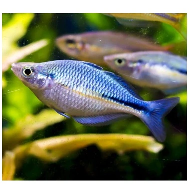 Blå Regnbuefisk fra Lake Kutubu (Melanotaenia lacustris)